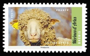 Merino Sheep (Ovis ammon aries)