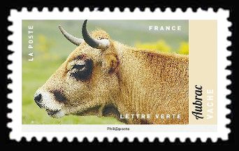 Cow (Bos primigenius taurus)