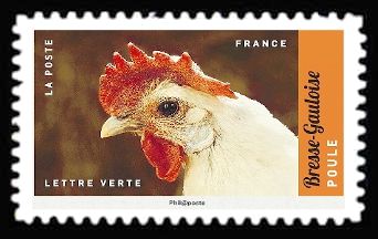 Hen (Gallus gallus domesticus)