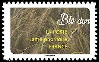 Blé dur (Durum wheat)
