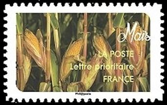 Maïs (Corn)
