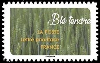 Blé tendre (Soft wheat)