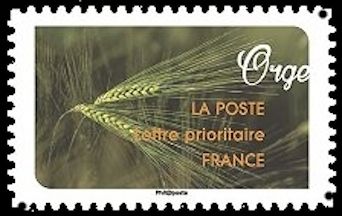 Orge (Barley)