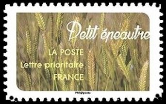 Petit épeautre (Einkorn wheat)