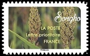 Sorgho (Sorghum)
