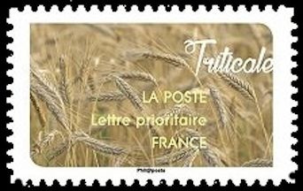 Triticale
