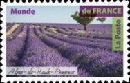 Lavander Fields in Alpes de Haute Provence