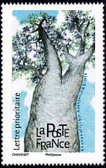 African Baobab (Adansonia digitata)