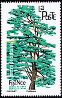 Cedar of Lebanon (Cedrus libani)