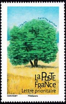 Charm (Carpinus betulus)