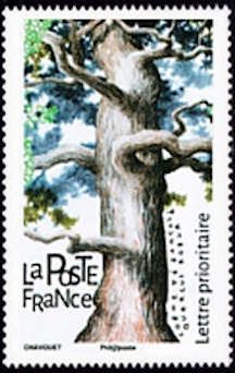 Pedunculate Oak (Quercus robur)
