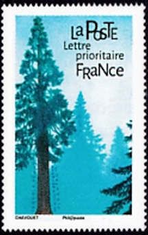 Giant Sequoia (Sequoiadendron giganteum)