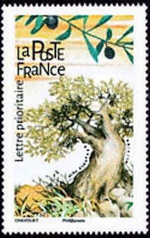 Olive Tree (Olea europaea)