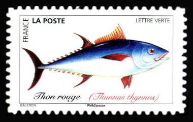 Atlantic Bluefin Tuna (Thunnus thynnus)