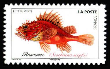 Red Scorpionfish (Scorpaena scrofa)