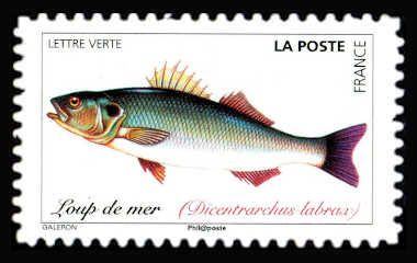European Seabass (Dicentrarchus labrax)