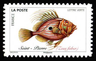 John Dory (Zeus faber)