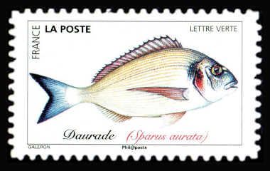 Gilthead Seabream (Sparus aurata)