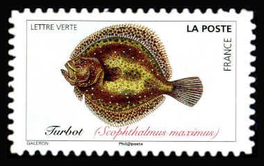 Turbot (Scophthalmus maximus)