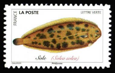 Common Sole (Solea solea)