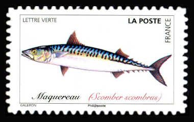Atlantic Mackerel (Scomber scombrus)