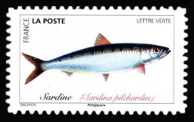 European Sardine (Sardina pilchardus)