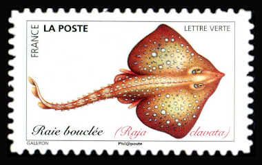 Thornback Ray (Raja clavata)