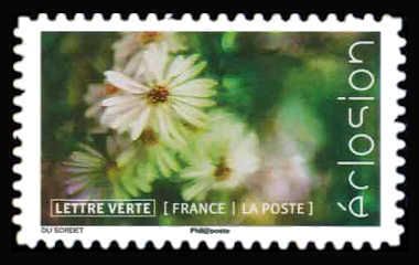 Flowers In Bloom
