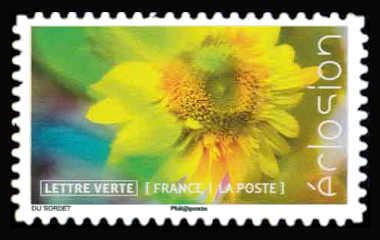 Flowers In Bloom : Sunflower
