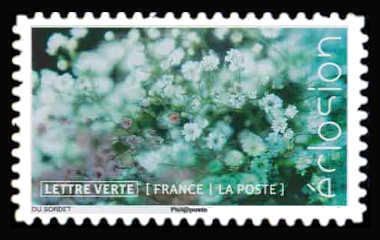 Flowers In Bloom : Gypsophila paniculata