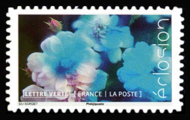 Flowers In Bloom