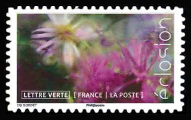 Flowers In Bloom