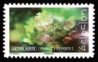 Flowers In Bloom