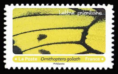 Goliath Birdwing (Ornithoptera goliath)