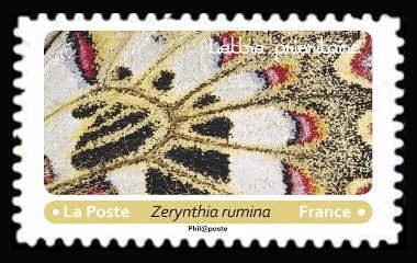 Spanish Festoon (Zerynthia rumina)
