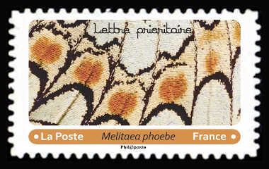 Knapweed Fritillary (Melitaea phoebe)