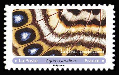 Claudina Agrias (Agrias claudina)