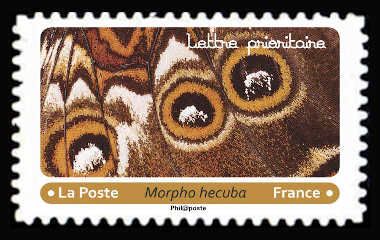 Sunset Morpho (Morpho hecuba)