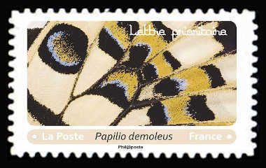 Chequered Swallowtail (Papilio demoleus)