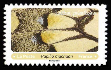 Swallowtail (Papilio machaon)