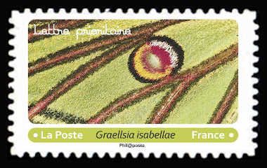 Spanish Moon Moth (Graellsia isabellae)