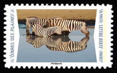 Zebras