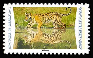 Siberian Tiger
