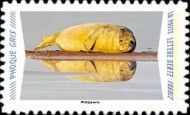Grey Seal