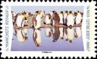 King Penguins