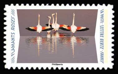 Greater Flamingo (Phoenicopterus roseus).