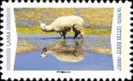 Llama