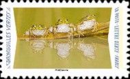 Green Frogs