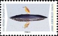 Crab Heron (Ardeola ralloides)