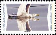 Herring Gull